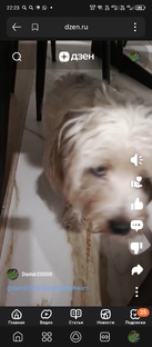 Потерялась собака!!!