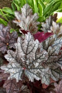 Гейхера и ее родственники