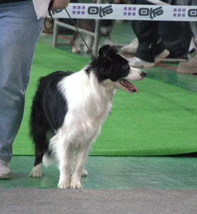 Условия содержания бордер колли 