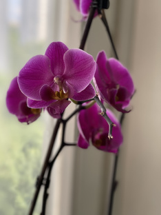Все, что вы хотели знать про орхидеи 