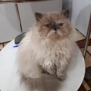 Кошки само очарованье!