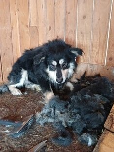 Пёс Джек и кошка Буся 