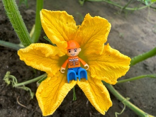 Тыква-гигант 