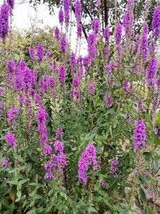 природа вокруг нас