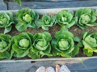 Капуста от посадки до сбора урожая 