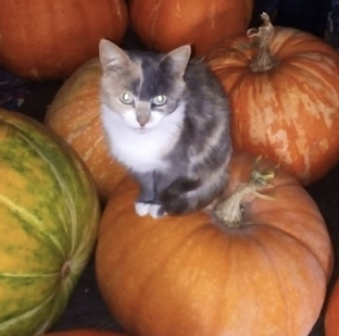 Деревня это жизнь