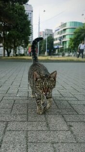 Кошкин дом 