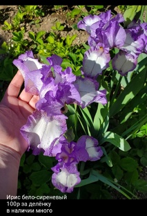 Ирисы