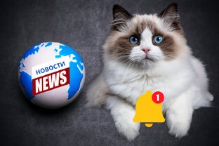 Мяу-новости 