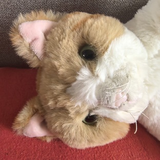 Мягкие новости