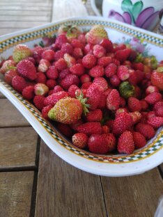 Беременный дневник 