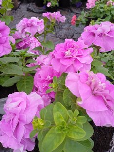 Обзор теплиц