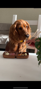 Будни собачника