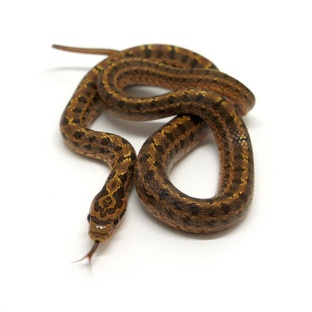 Полоз: змея без яда, но с характером