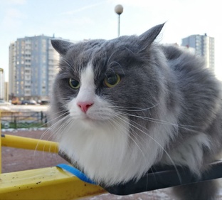 Кошеньки хорошеньки