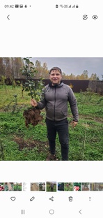 Агротехника в домашнем саду