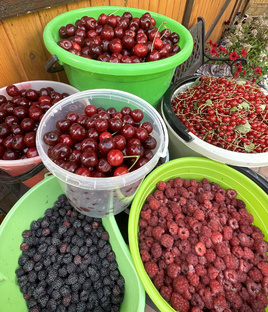 Уход за плодовым садом 