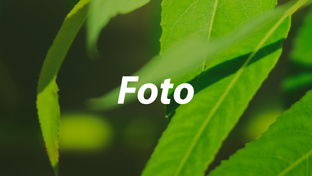 Фотопортфолио
