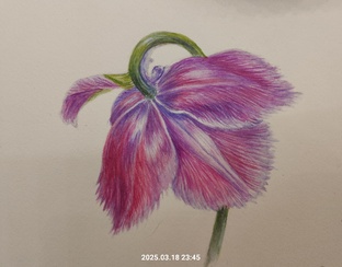 Цветы и растения