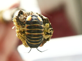 Merulanella sp. {Ember Bee}