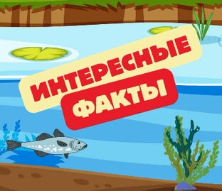 Интересные факты.