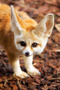 Экзотические домашние животные