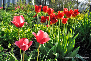 PRO - тюльпаны!