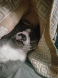 Смешнявки с котиками