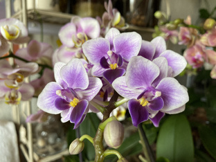 Орхидеи