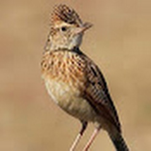 Жаворонок: певец рассвета и мастер выживания