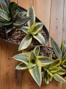 Мои Сансевиерии