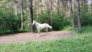 Прогулка