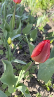 Дачные будни 