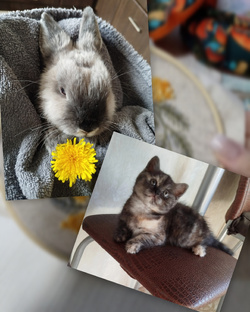 Тосик кролик 🐰 и Сонечка  кошечка 🐱