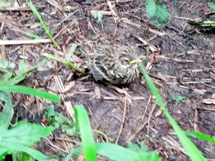 Всякая всячина 