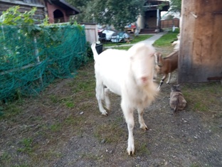 Козы природа