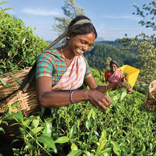 Цейлонский чай