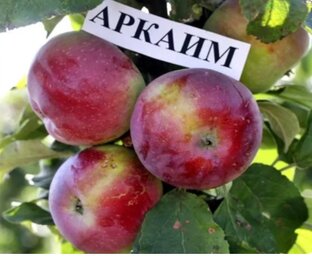 Прививки