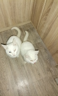 Кошачьи истории