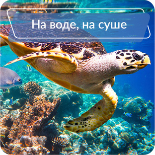 Природа и подводный мир