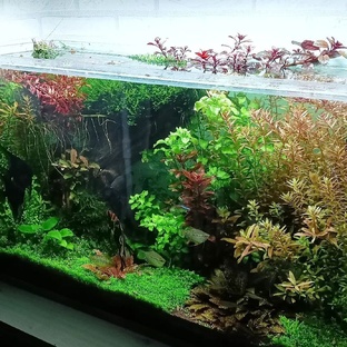 Аквариум 100 литров