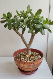 Мои толстяночки 