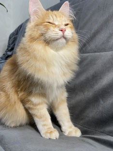 Помощница в доме