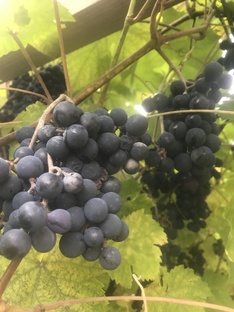 любимая дача