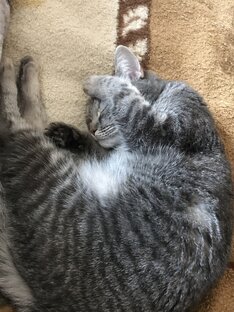 Кошка Буся