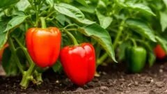 Выращивание перца