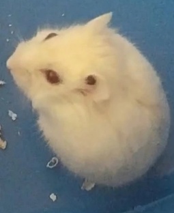 Беляш