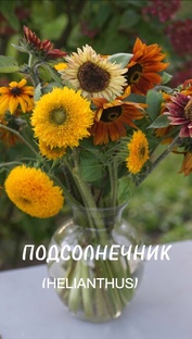 ЦВЕТЫ НА СРЕЗКУ