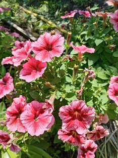 ИЮНЬ - ИЮЛЬ 2025г.