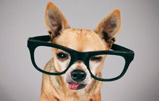 Зоопсихология